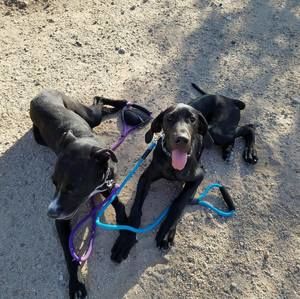 Meet your Posher, Holly